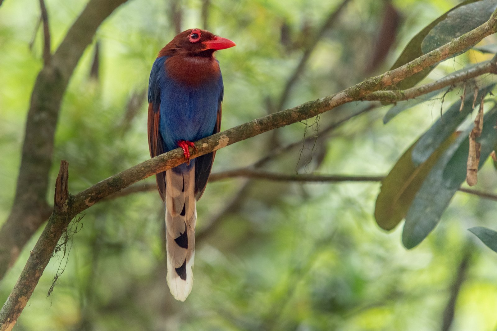 wildlife photography safari Blue Magpie 1 Sri Lanka Charlotte Arthun
